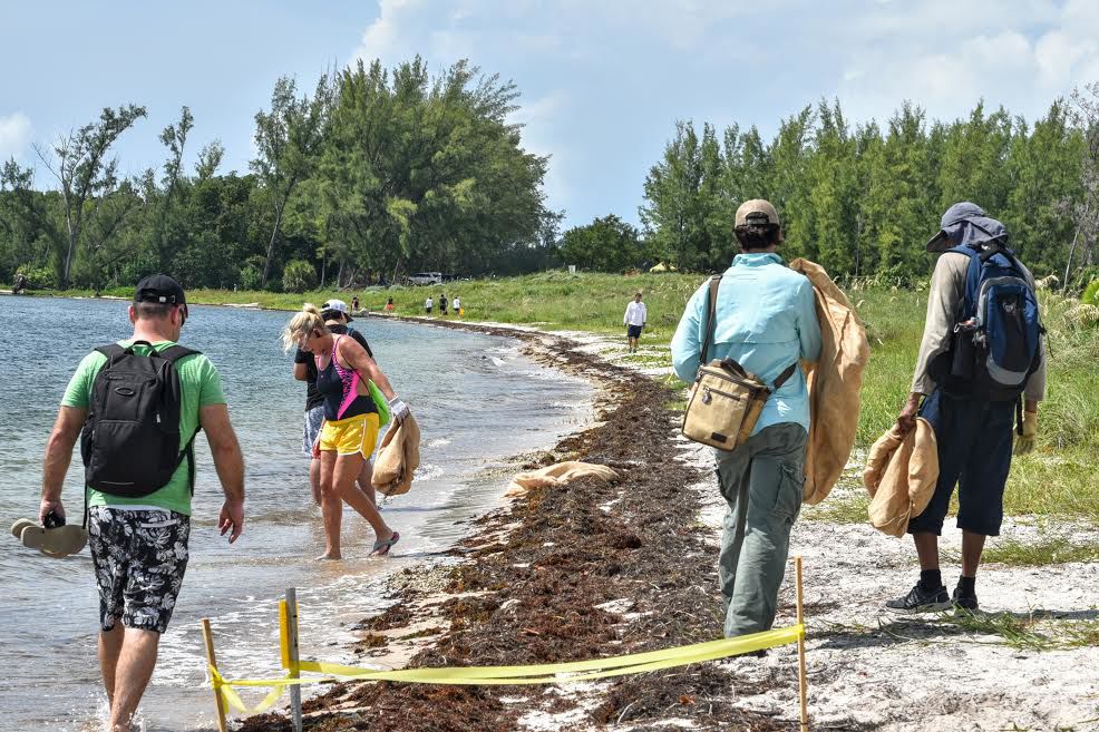 Over 200 volunteers picked up trash during the Virginia Key Historic Park anniversary morning clean up.